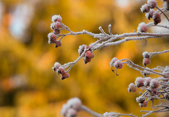 Frosty rose hips on twig 