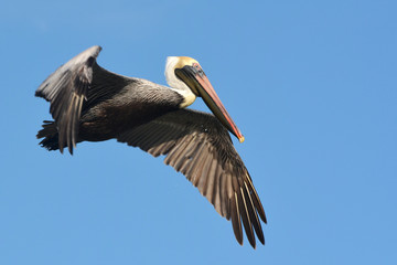 Pelican in flight.