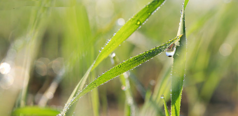 Gouttelette d'eau sur épis de blé