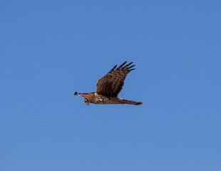 Female Northern Harrier hunting for food