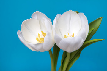 beautiful white tulip on blue background