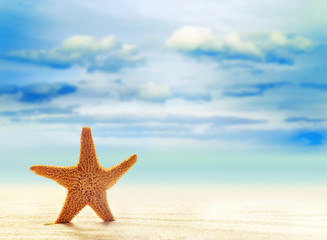 Naklejka na ściany i meble Summer beach. Starfish on a sandy beach.