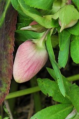 Hellebore - Helleborus