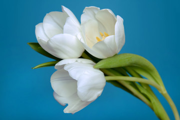 beautiful white tulip on blue background