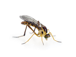 Wormlion fly - Vermileo, Vermileonidae on white. Unusual insect