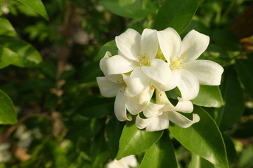 Obraz premium Orange Jessamine