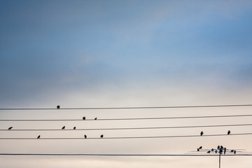 Birds on electric lines