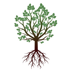 Fototapeta premium Green Tree and Roots. Vector Illustration.