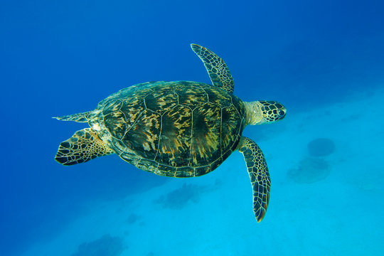 ウミガメ の写真 ロイヤリティフリーの画像 グラフィック ベクターおよびビデオ Adobe Stock