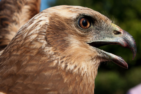 Wild Eagle