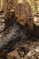Burnt fir stub after a forest fire