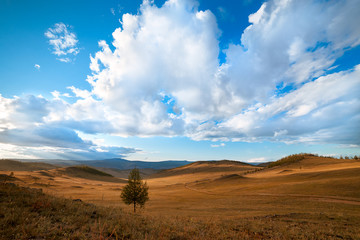 Single Tree On A Desert Landscape with Blue Sky
