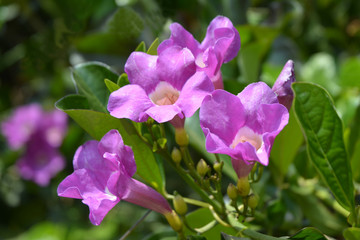 Rubber Vine Flowers
