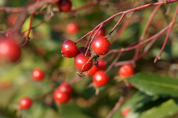 Bacche rosse in natura