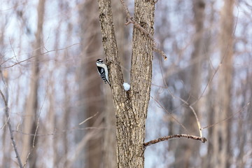 The downy woodpecker is virtually identical in plumage pattern to the larger hairy woodpecker, but it can be distinguished from the hairy by the presence of black spots on its white tail feathers.