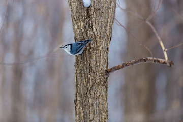 Naklejka premium The white-breasted nuthatch is a small songbird of the nuthatch family which breeds in old-growth woodland across much of temperate North America. These birds are inquisitive and of a friendly nature.