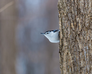 The white-breasted nuthatch is a small songbird of the nuthatch family which breeds in old-growth woodland across much of temperate North America. These birds are inquisitive and of a friendly nature.