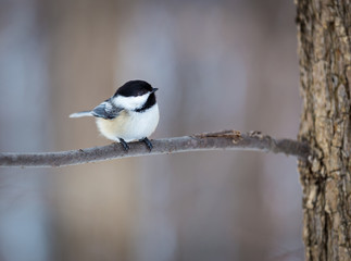 The black-capped chickadee  is a small, non migratory, North American songbird that lives in deciduous and mixed forests. It is a very underrated friendly bird that will gladly take food from hands. 