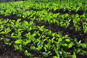 Vegetable farming