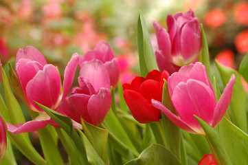 Tulip. Beautiful Bouquet Of Tulips. Colorful Tulips.