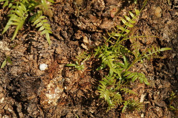 Struttura esterna di un tronco d'albero
