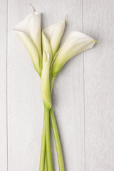 Elegant spring flower, calla lily