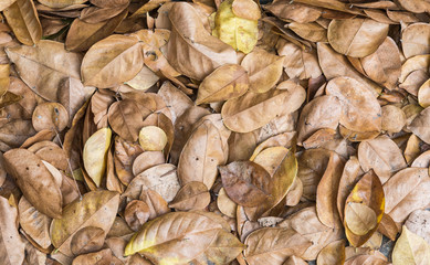 Dry leaves pile