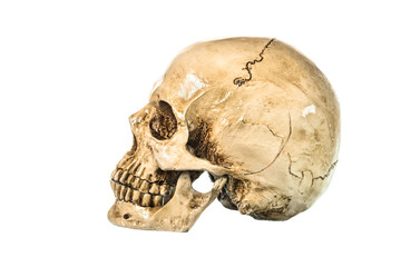 Side view of human skull on white background
