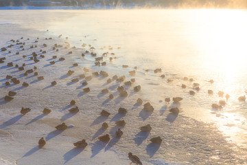 Ducks on ice freezing cold morning