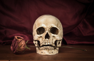 Still life white human skull with dry red rose in teeth on woode