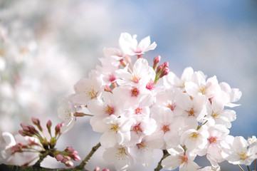 Fototapeta premium 桜のクローズアップ