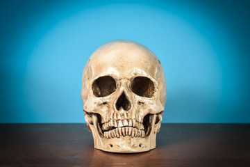 Still life white human skull on wooden table