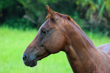 Naklejka premium Brown Horse Side Profile