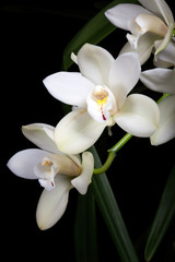 Obraz na płótnie Canvas Orchid flowers over black (Cymbidium sp)