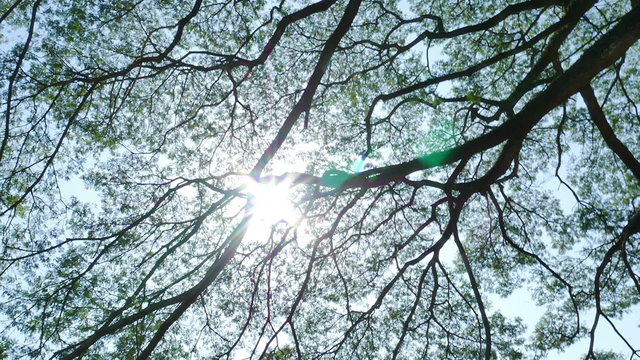 Big Mimosa tree with sunlight slider scene