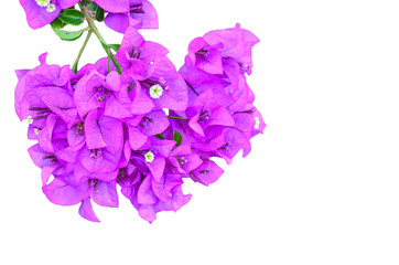 Flowering bougainvillea