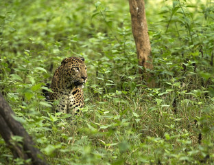 Fototapeta premium Asian Leopard