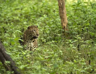 Rolgordijnen Asian Leopard © pradeepktr