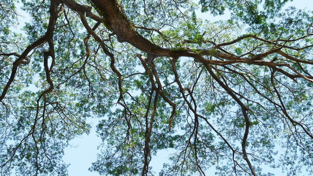 Big Mimosa tree with sunlight slider scene