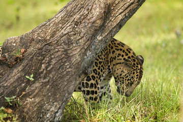 Asian Leopard
