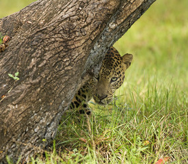 Asian Leopard