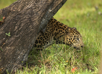 Asian Leopard