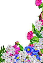 petunia flowers isolated on white background