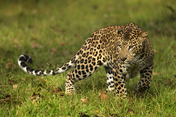 Naklejka premium Asian Leopard