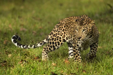 Foto auf Acrylglas Asiatischer Leopard © pradeepktr