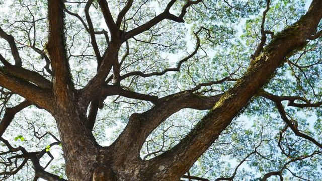 Big Mimosa tree with sunlight slider scene