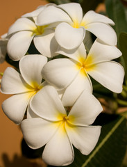 Fototapeta na wymiar Plumeria Frangipani white tropical flower