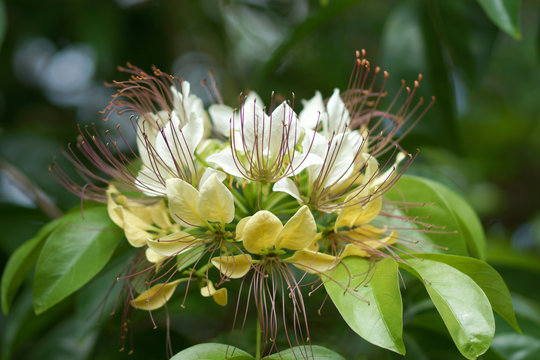 White and ellow flower of Crateva religiosa Ham.