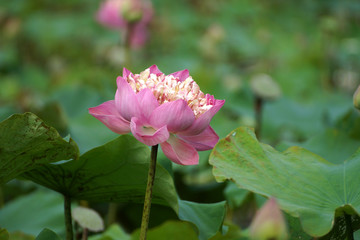 beautiful pink lotus flower in blooming