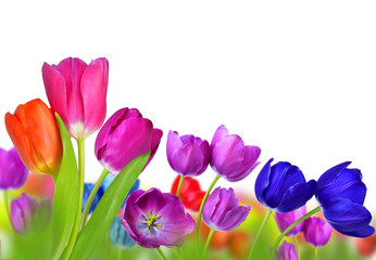 Colorful tulips isolated on white background